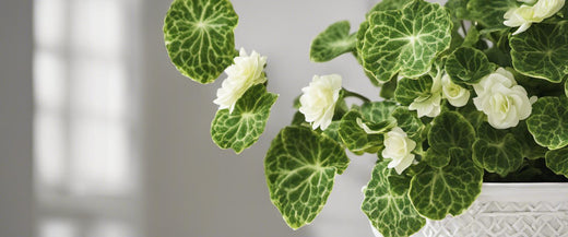 Ajoutez une touche de verdure avec des bégonias d'intérieur