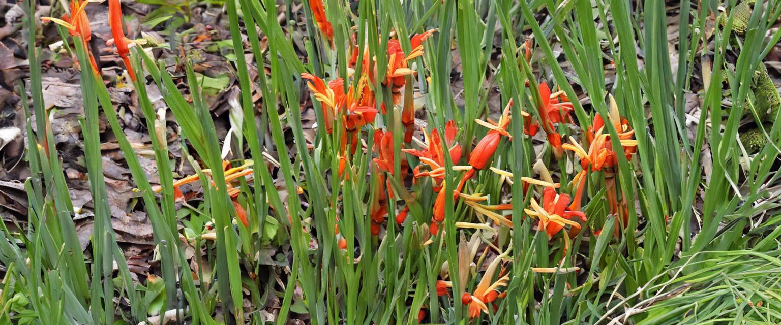 Comment stocker les bulbes de Crocosmia