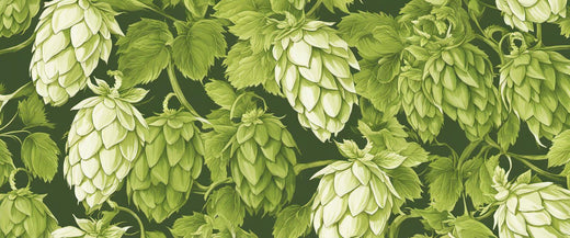 Découvrez les différentes variétés de houblon et leurs caractéristiques aromatiques