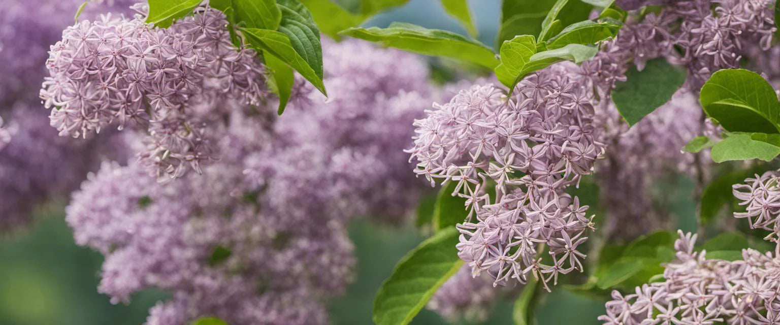 Guide complet sur le lilas des Indes : plantation, entretien et caractéristiques