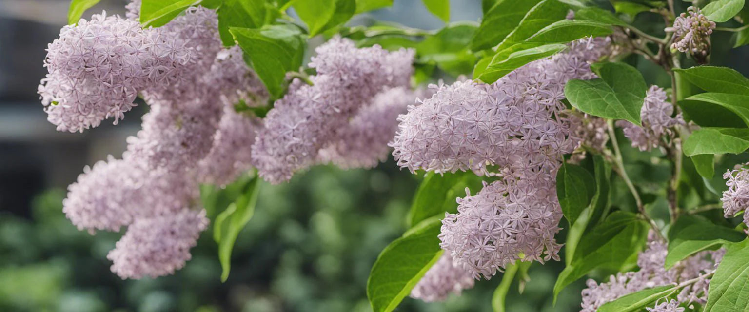 Le guide ultime pour cultiver le lilas des Indes en pot sur votre terrasse ou balcon