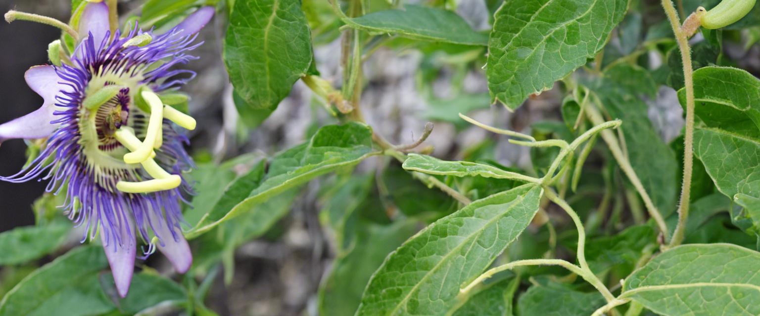 Guide pratique pour cultiver des hibiscus : soins, arrosage et plus