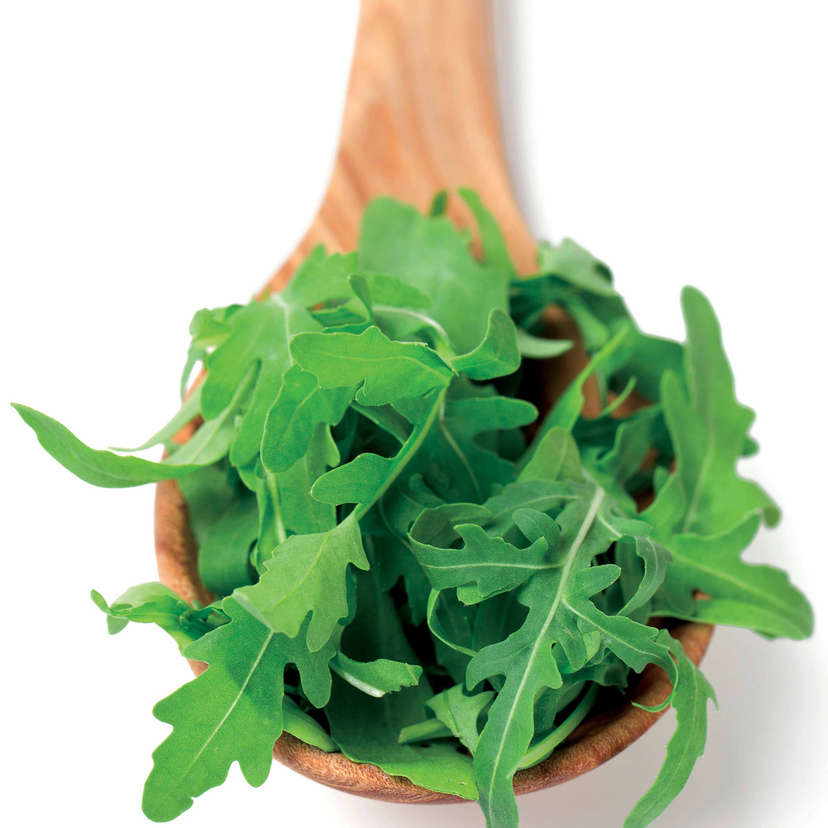 Roquette cultivée - Eruca sativa - Willemse