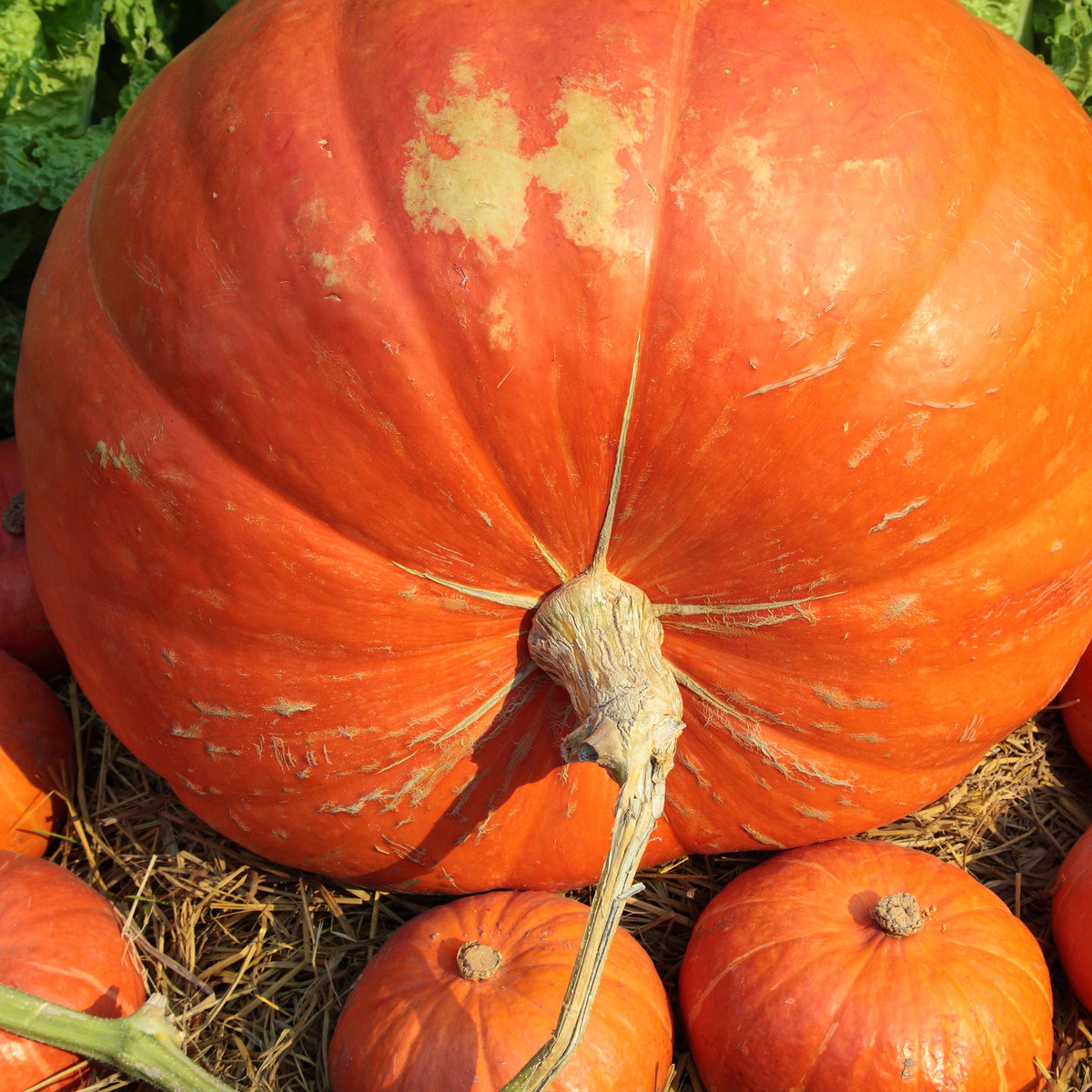 Potiron Atlantic Giant - Cucurbita maxima atlantic giant - Willemse