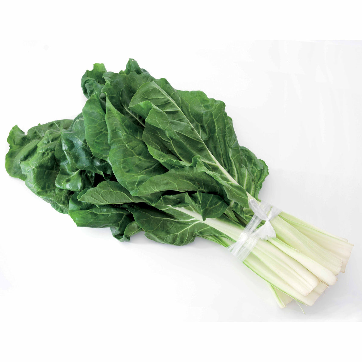 Poirée Verte à cardes blanches 2 - Beta vulgaris cicla verte à cardes blanches 2 - Willemse
