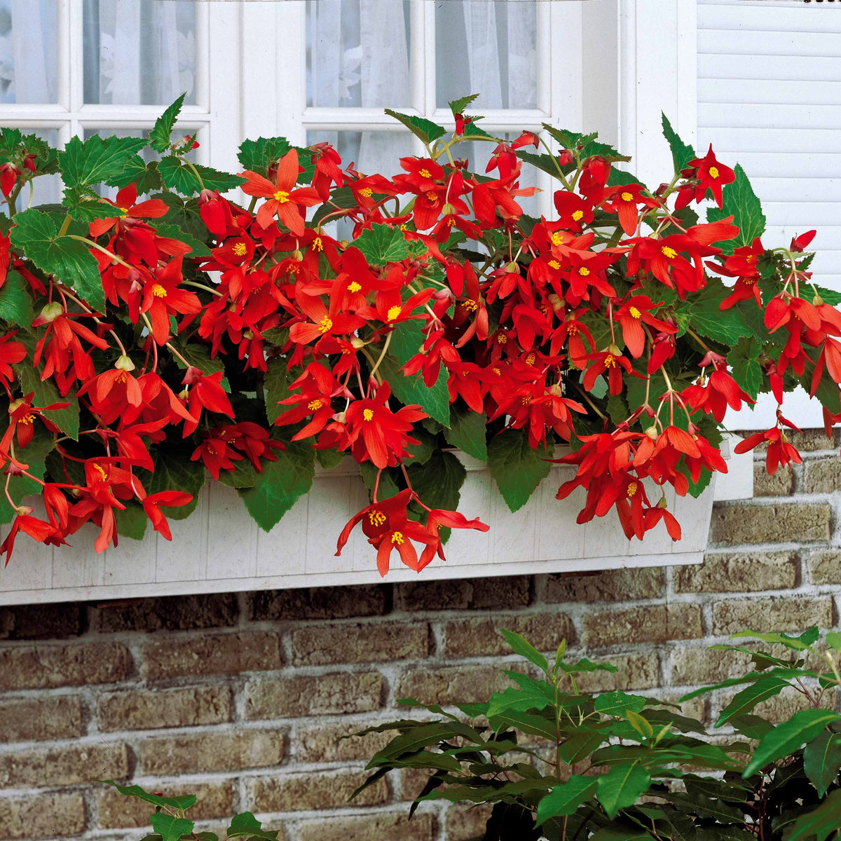 2 Bégonias Tanaïs - Begonia bertinii tanaïs - Willemse