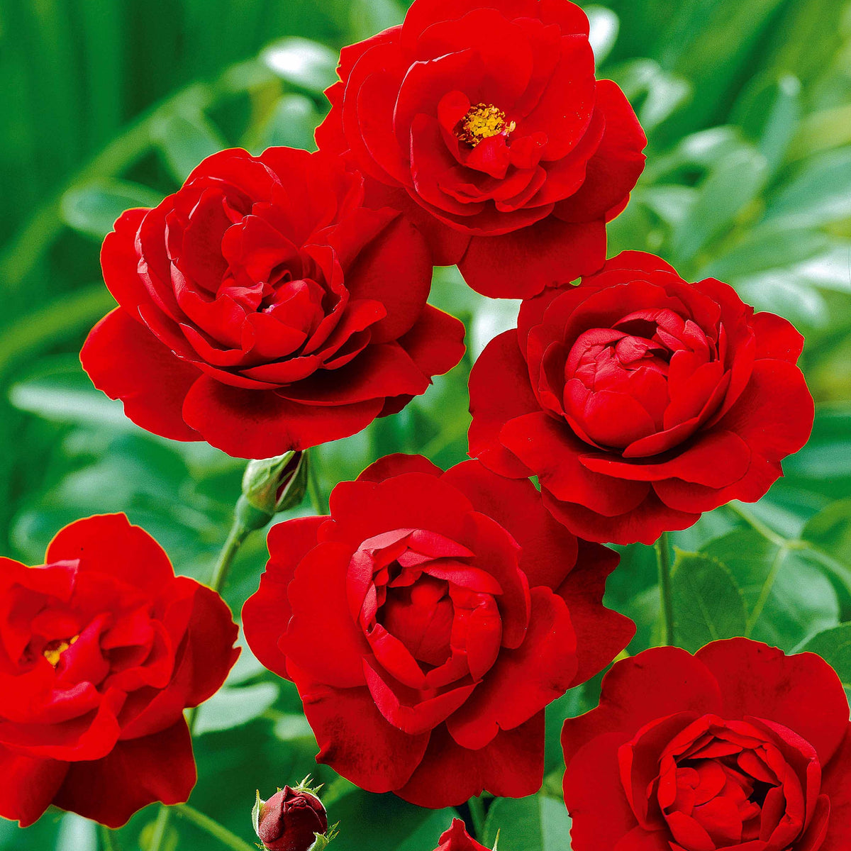 Rosier à massif Lilli Marleen - Rosa polyantha Lilli Marleen - Willemse