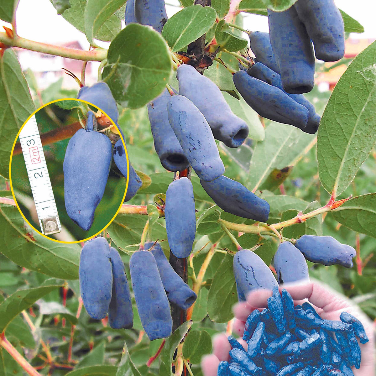 Baie de Mai - Lonicera kamtschatica - Willemse