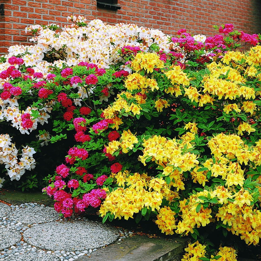 Azalée de Chine jaune - Rhododendron (Azalea) mollis Harvest Moon - Willemse