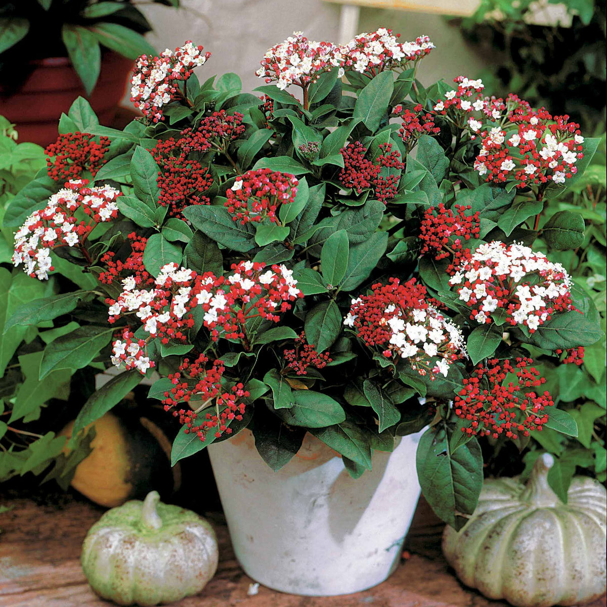 Viorne naine Spirit - Viburnum tinus Spirit - Willemse