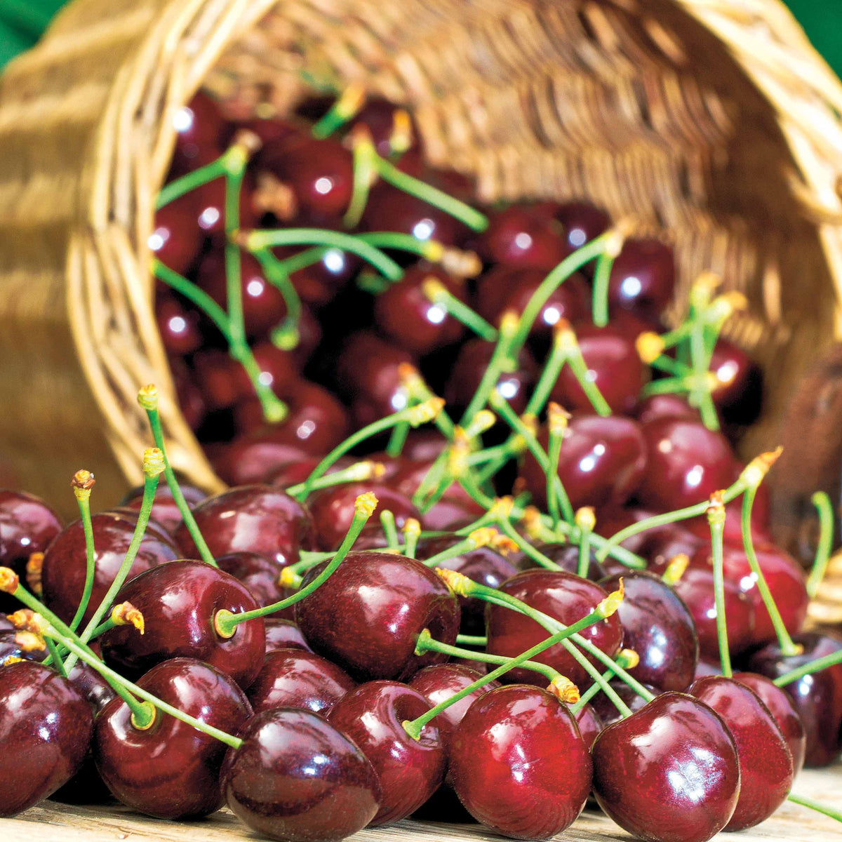 Cerisier Karina - Prunus avium Karina - Willemse