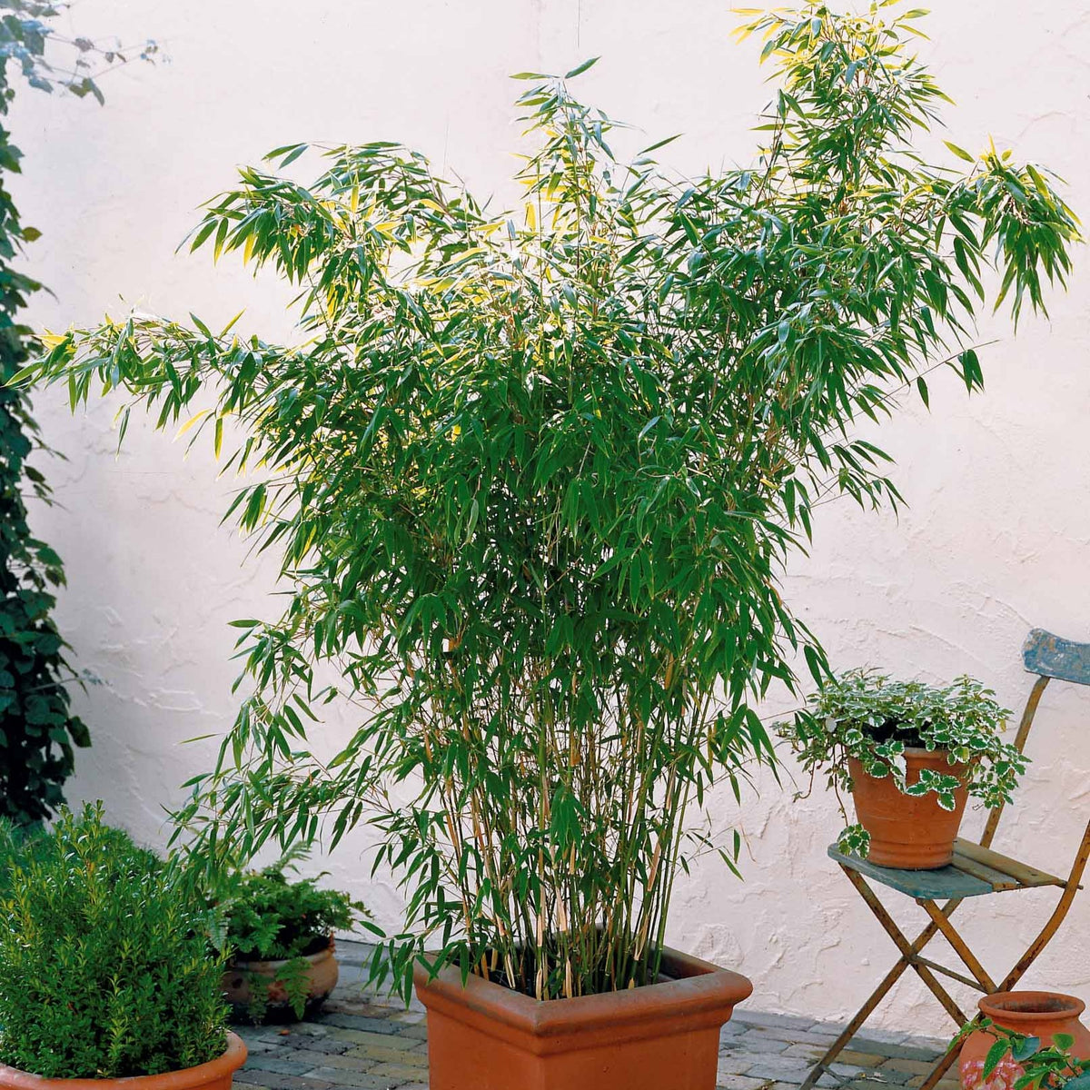 Bambou vert non-traçant - Fargesia murielae - Willemse