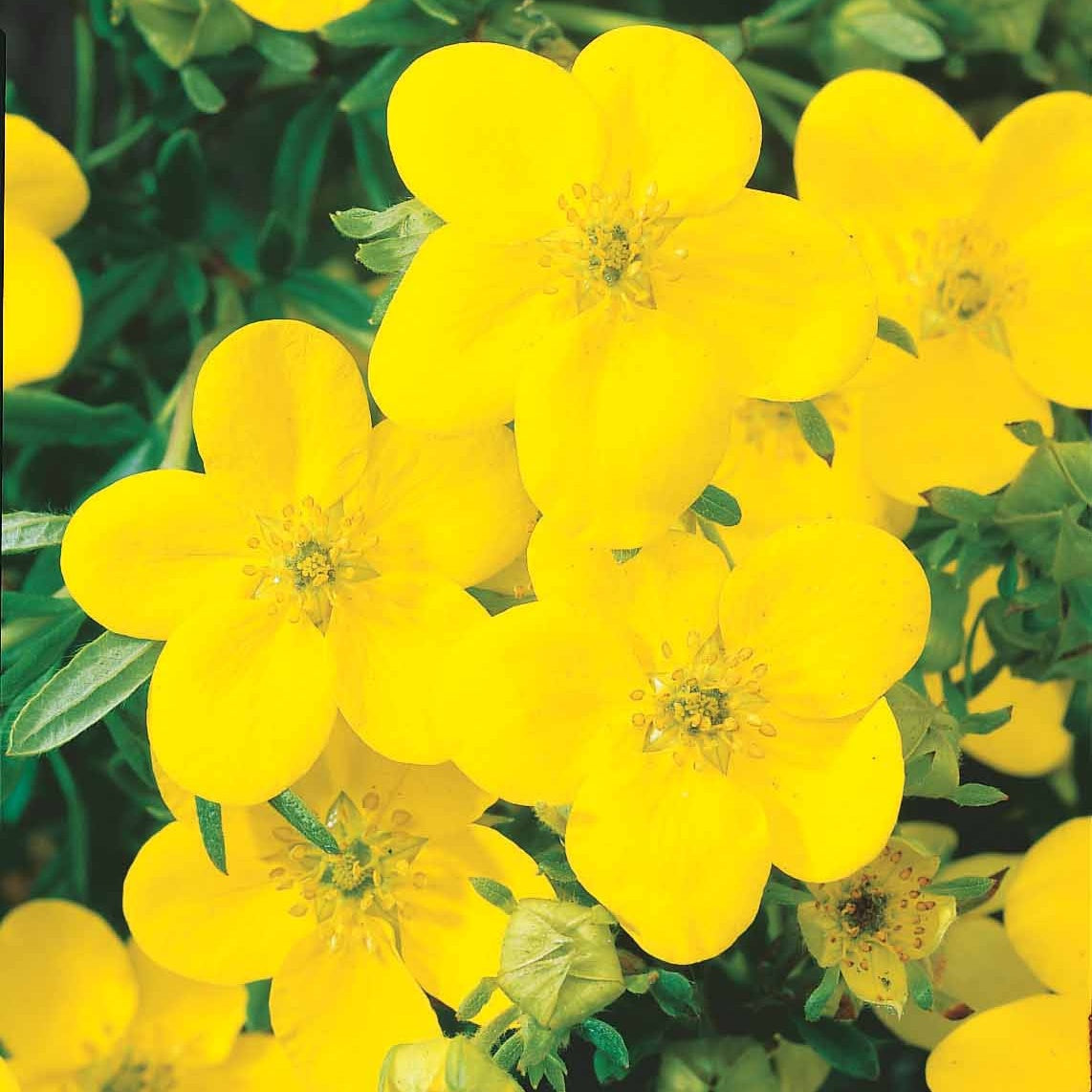 Haie de 3 Potentilles : orange, jaune, blanche - Potentilla ‘hopley’s’ orange, goldfinger jaune, ‘a - Willemse