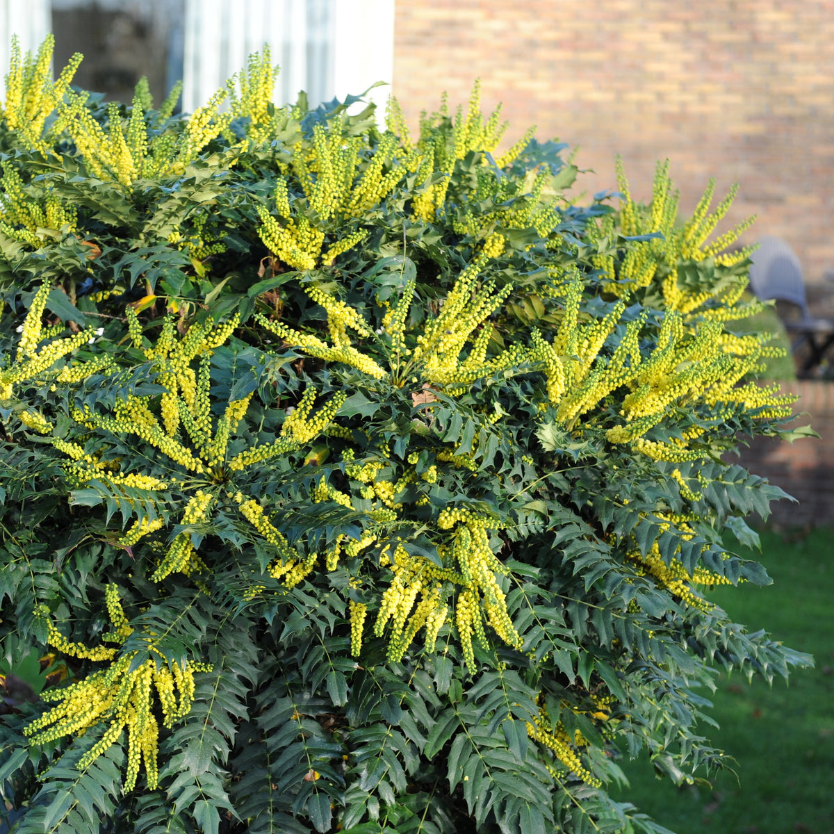 Mahonia Charity - Mahonia media Charity - Willemse