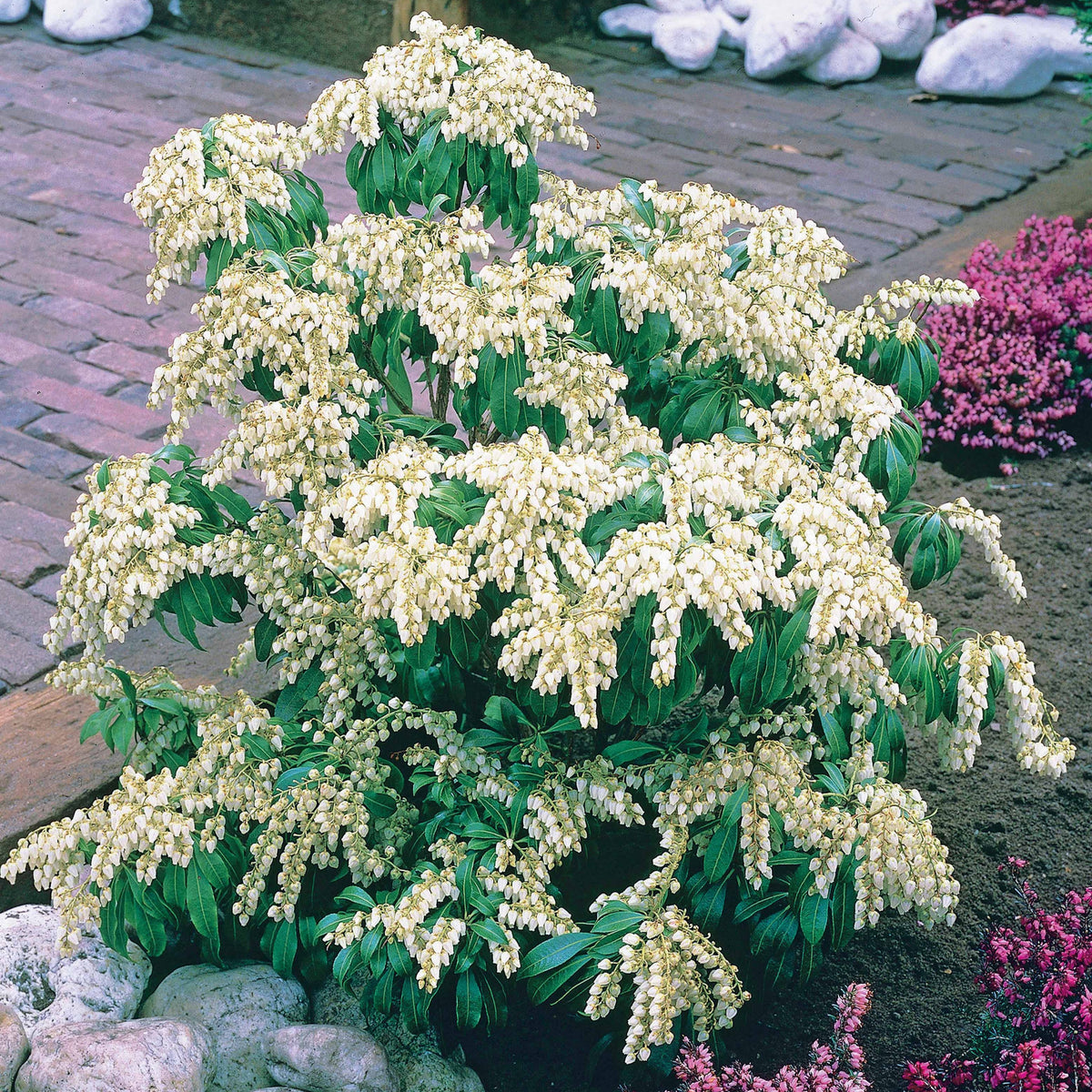 Pieris Cascade blanche - Pieris japonica white cascade - Willemse