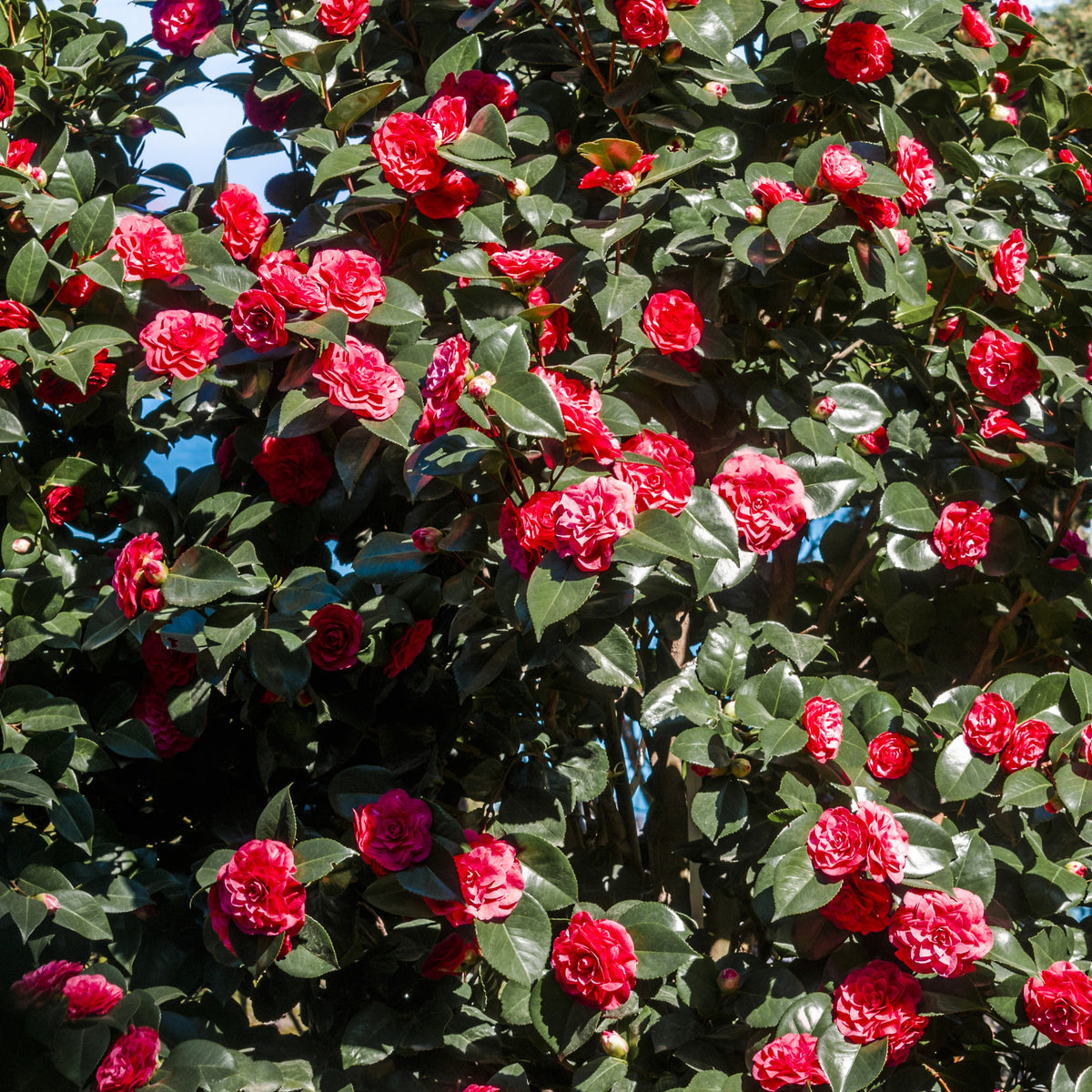 Camélia du Japon à fleurs doubles rouge - Camellia japonica Lady Campbell - Willemse