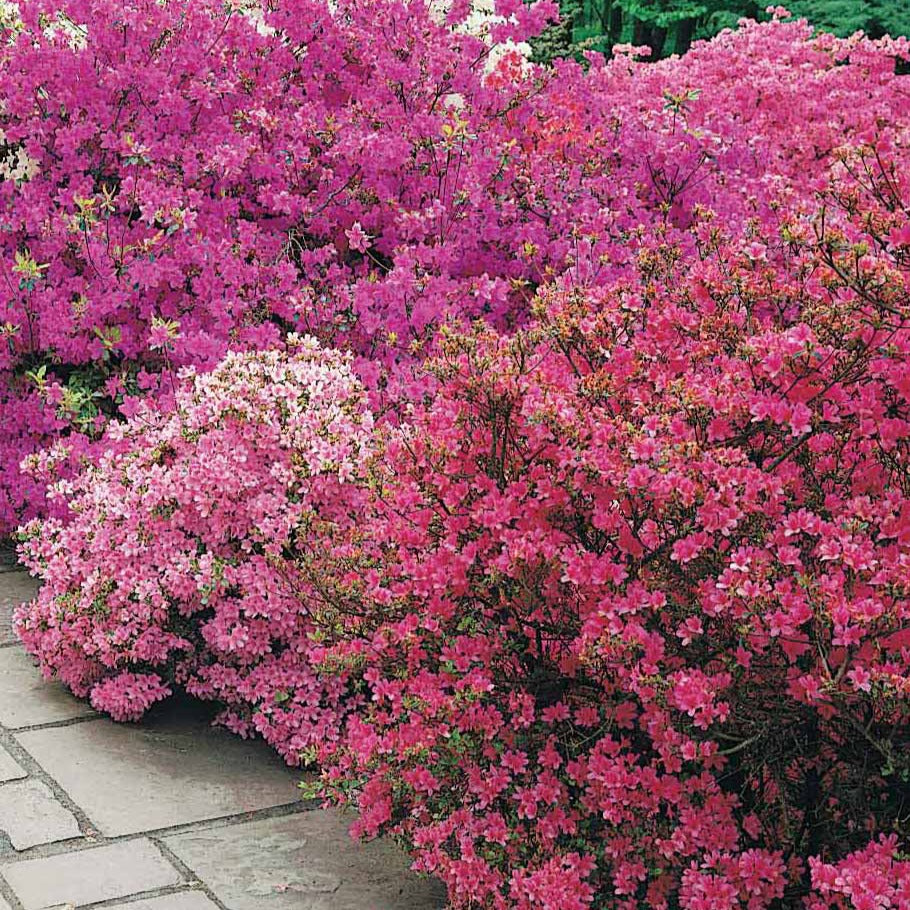 Azalée du Japon violette - Rhododendron (azalea japonica) Geisha Purple - Willemse