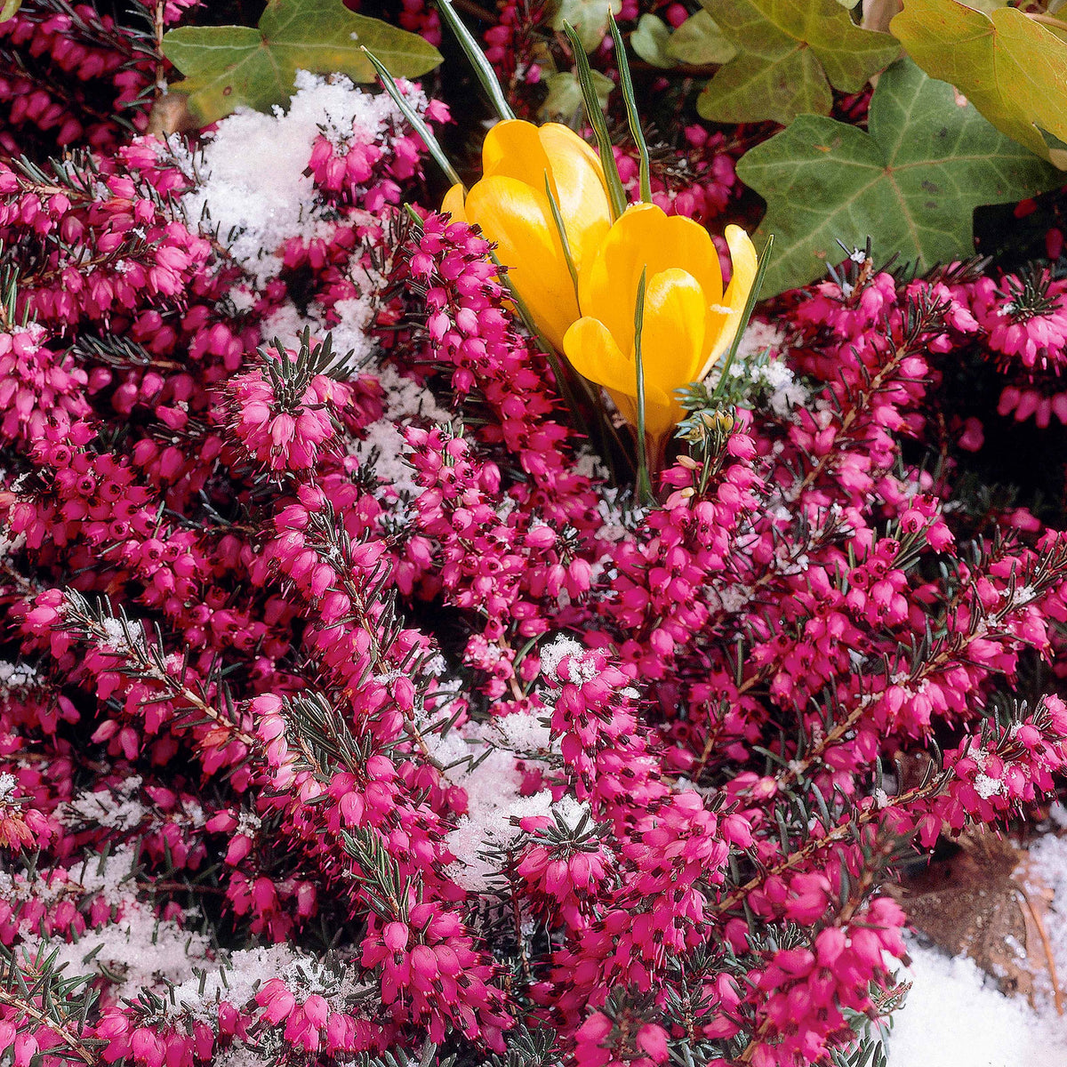 Bruyère d'hiver Lucie - Erica darleyensis Winter Belles ® Lucie - Willemse