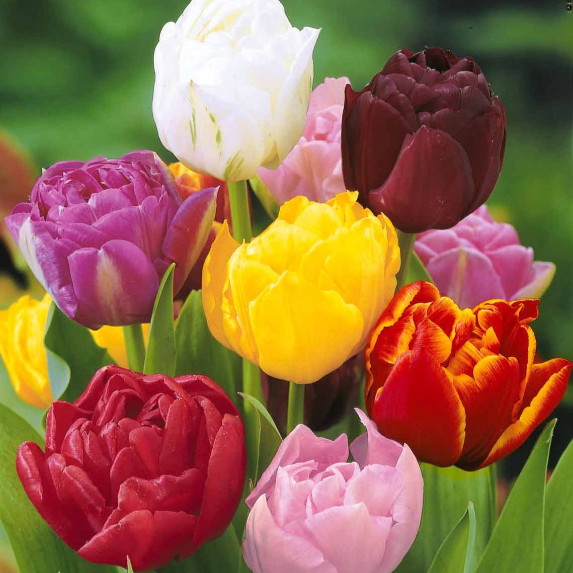 20 Tulipes à fleurs de pivoine en mélange - Tulipa - Willemse