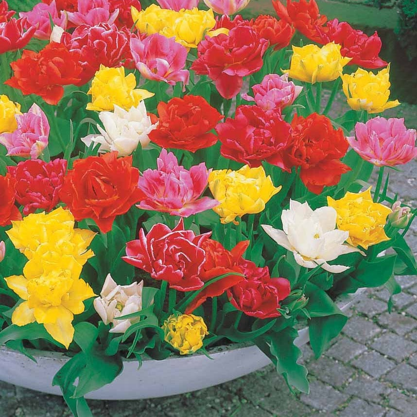 60 Tulipes doubles Murillo en mélange - Tulipa murillo - Willemse
