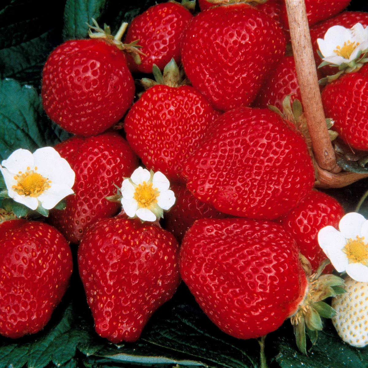 Collection de 60 fraises de 6 mois : Mara des Bois, Maestro, Gariguette - Fragaria 'mara des bois', 'maestro', 'gariguette' - Willemse
