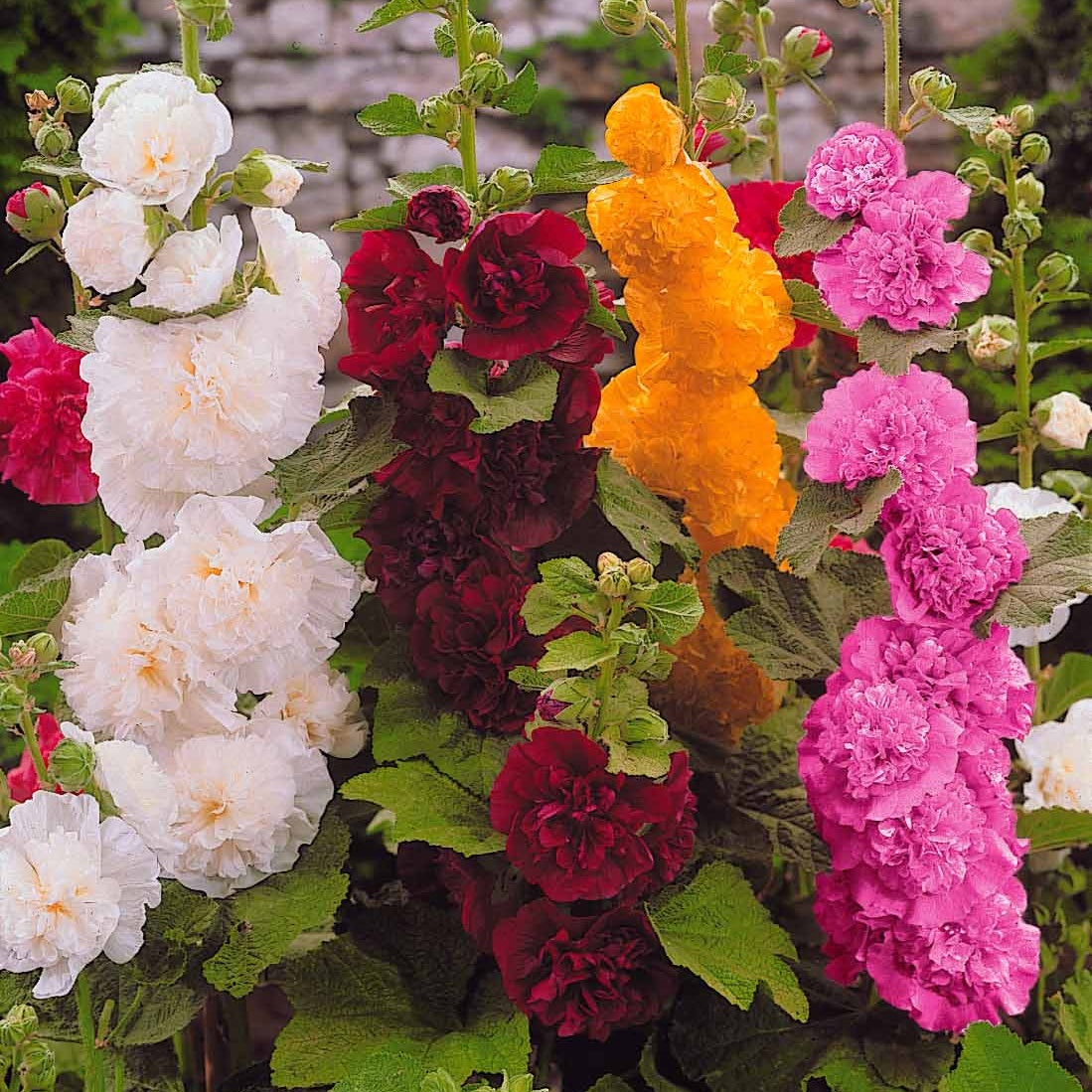 5 Roses trémières doubles en mélange - Alcea rosea Charter's hybrid - Willemse