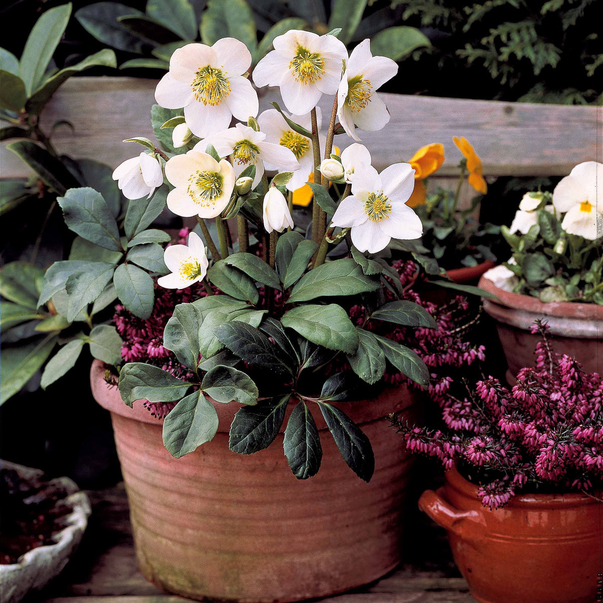 4 Bruyères d'hiver et Hellébore en mélange - Erica + helleborus niger - Willemse