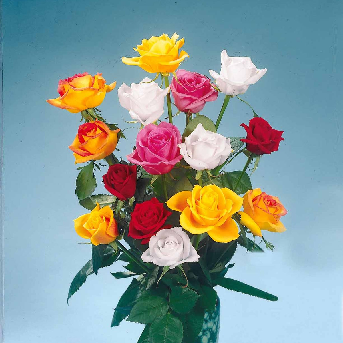 Collection de 5 Rosiers pour bouquets - Rosa 'hadangel', 'oklahoma', 'pink perfume', 'oran - Willemse