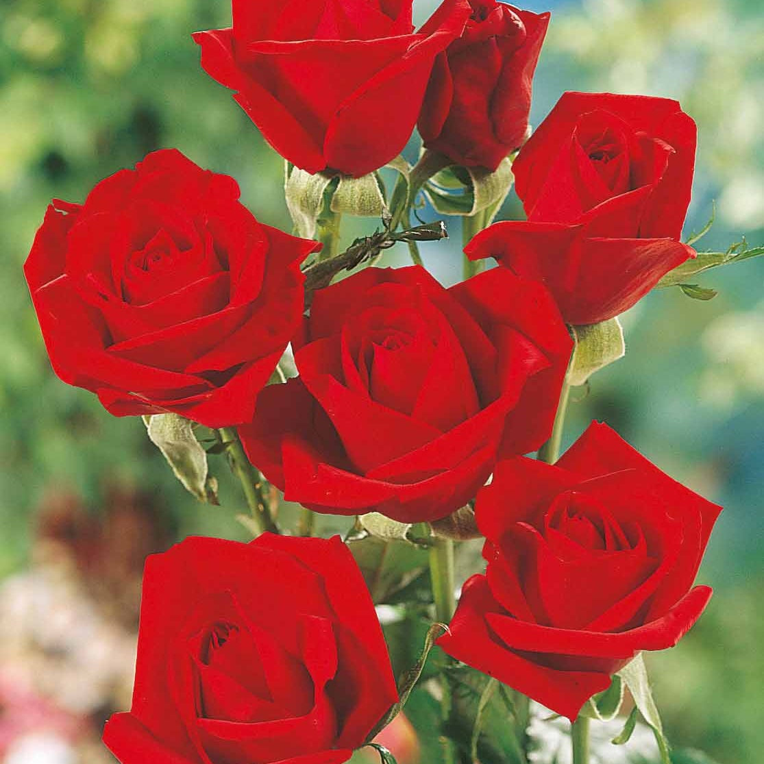 Collection de 5 Rosiers pour bouquets - Rosa 'hadangel', 'oklahoma', 'pink perfume', 'oran - Willemse