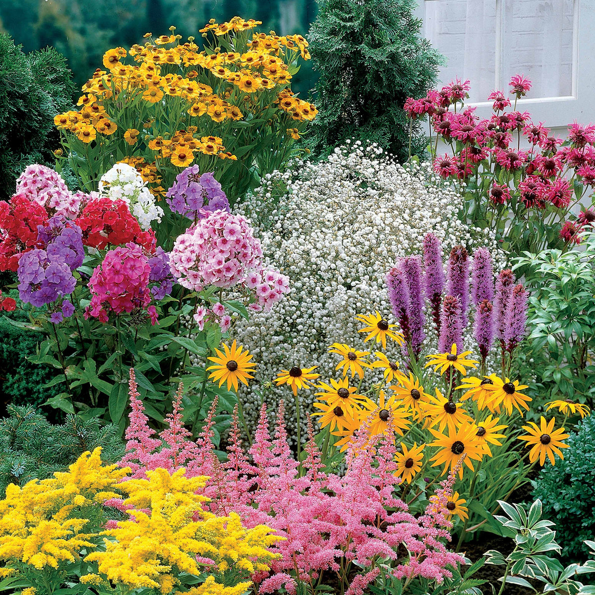 Collection de 15 plantes vivaces - 2 m² - Helenium, Monarda, Phlox paniculata, Rudbeckia Goldstrum, Gypsophila paniculata, Liatris spicata, Solidago, Astilbe - Willemse