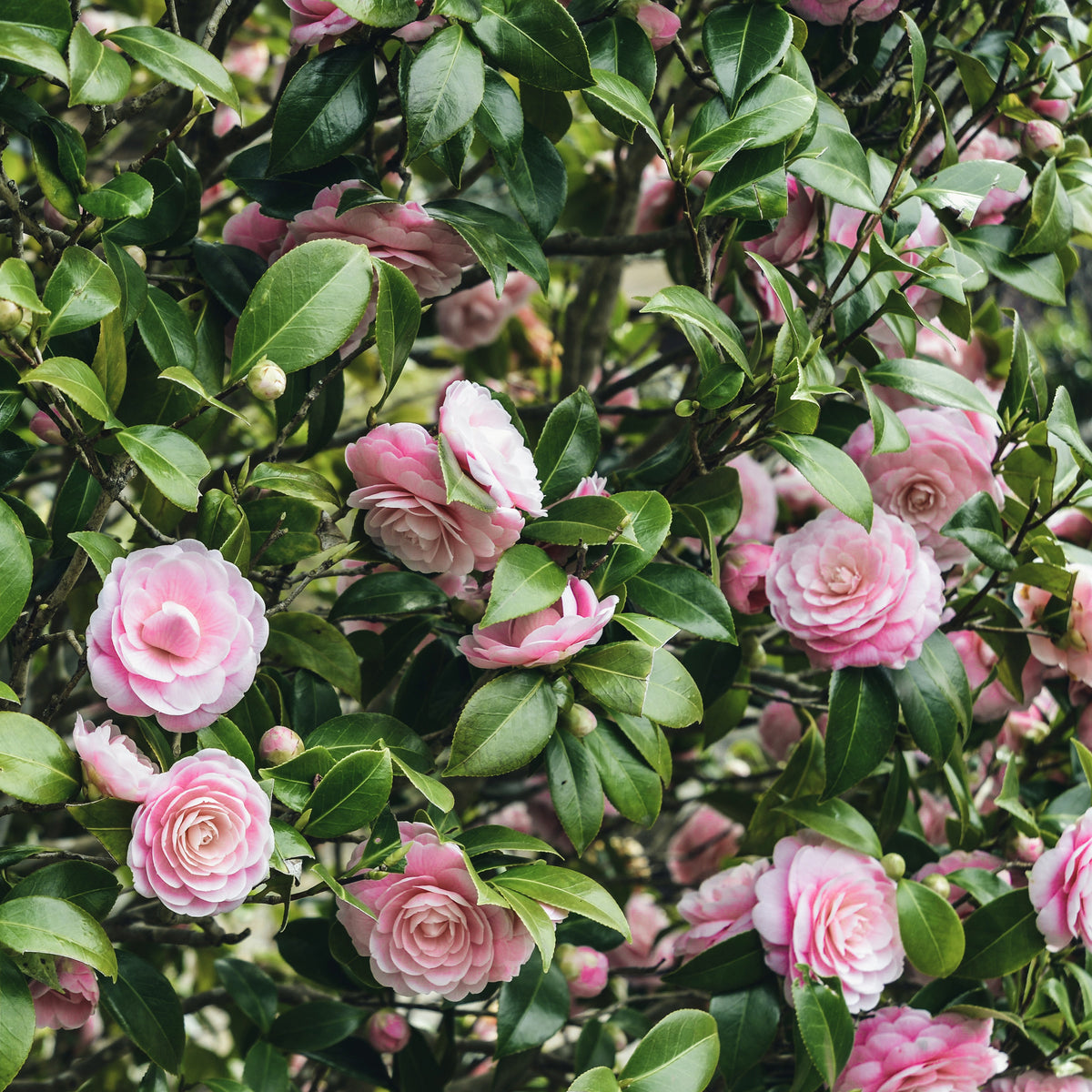 Collection de 3 arbustes d'ombre : hortensia, camélia, bambou - Hydrangea macrophylla, camelia japonica, fargesia - Willemse