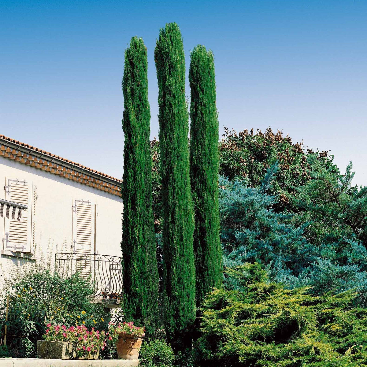 Collection de 3 arbustes : cyprès, céanothe, albizia - Cupressus totem, ceanothus impressus victoria, alb - Willemse