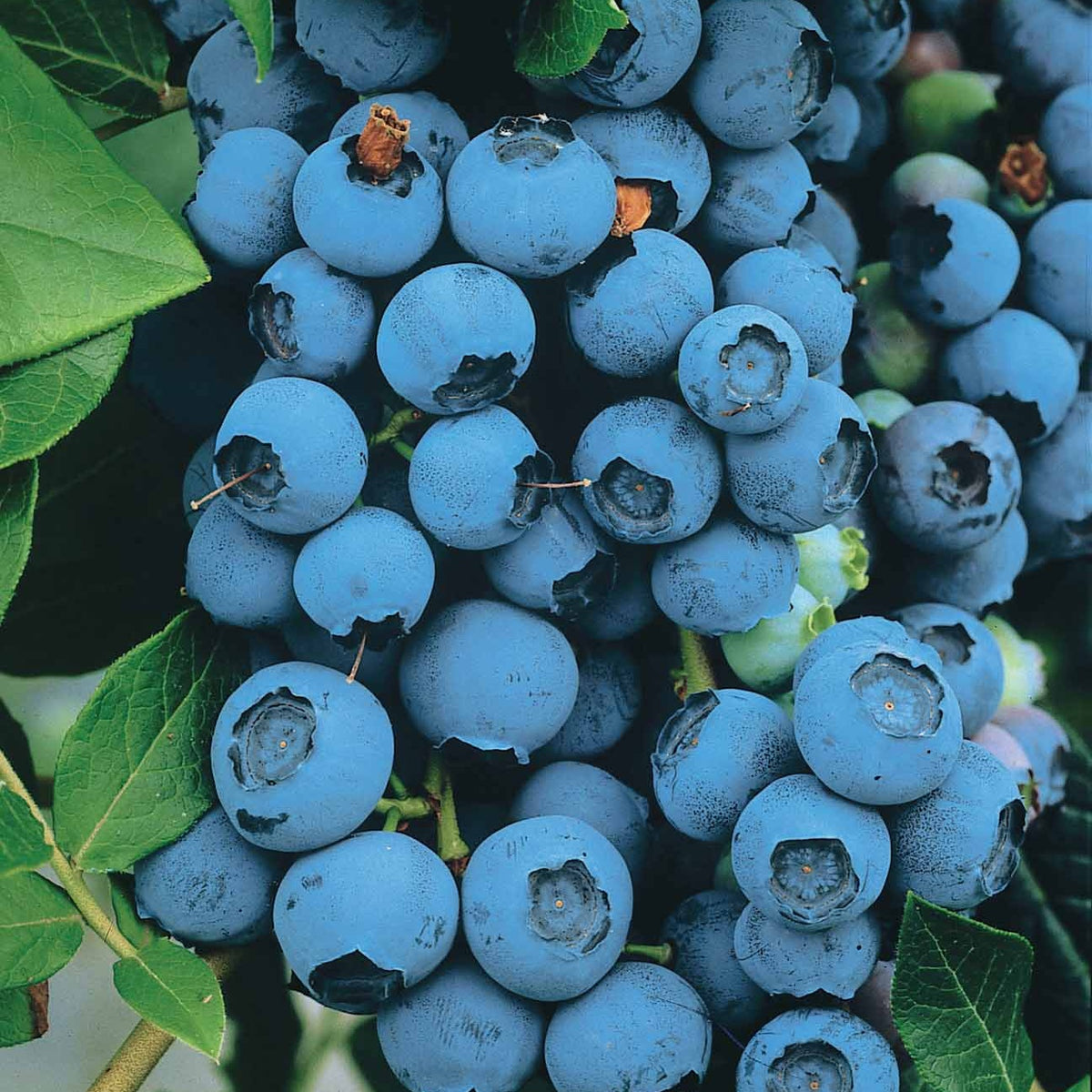 Collection de 4 arbustes à fruits vitaminés - Vaccinium corymbosum, lycium barbarum, vaccinum macrocarpon, schisandra chinensis - Willemse