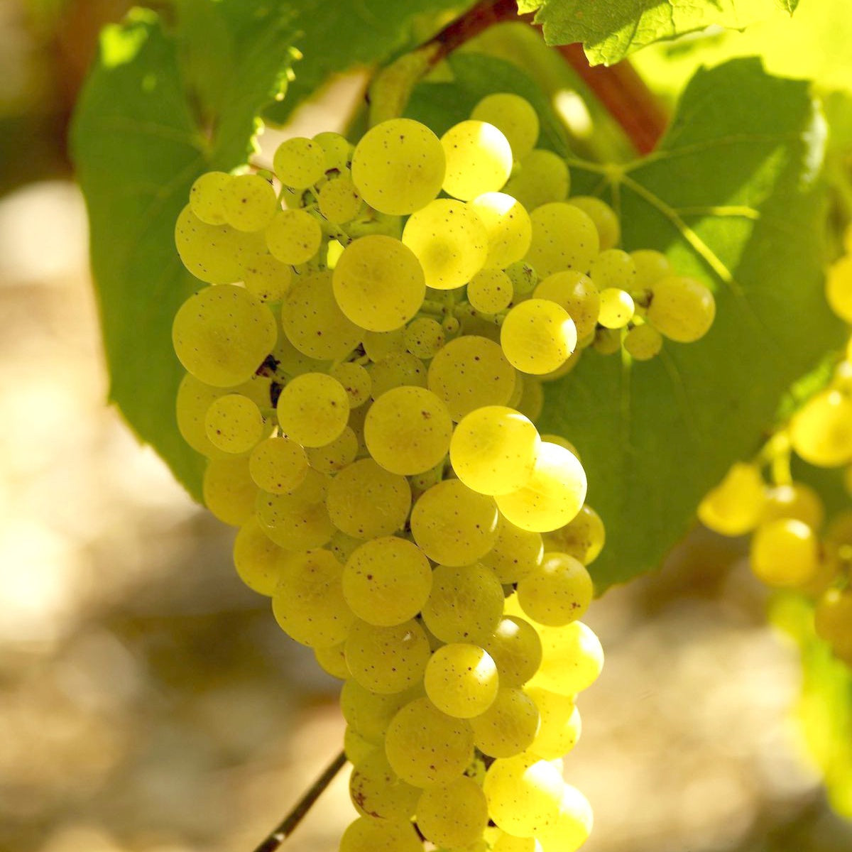 Collection de 3 Viticoles : Vitis vinifera Pinot, Merlot, Chardonnay - Vitis vinifera Pinot, Merlot, Chardonnay - Willemse