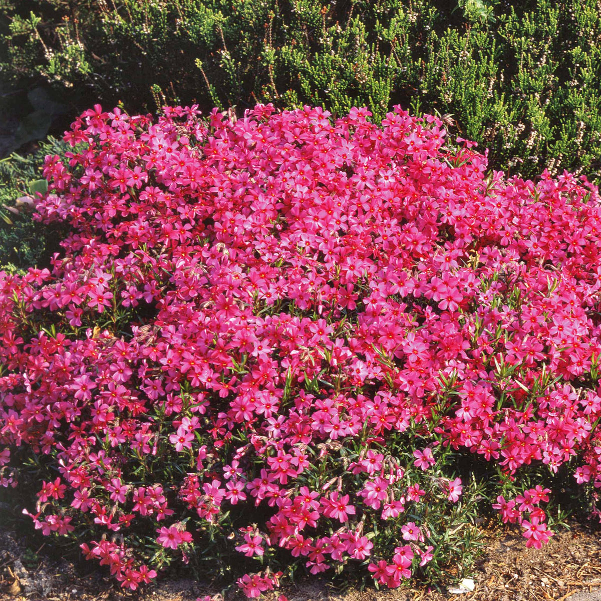Phlox mousse Moerheimii rose - Phlox subulata Moerheimii - Willemse
