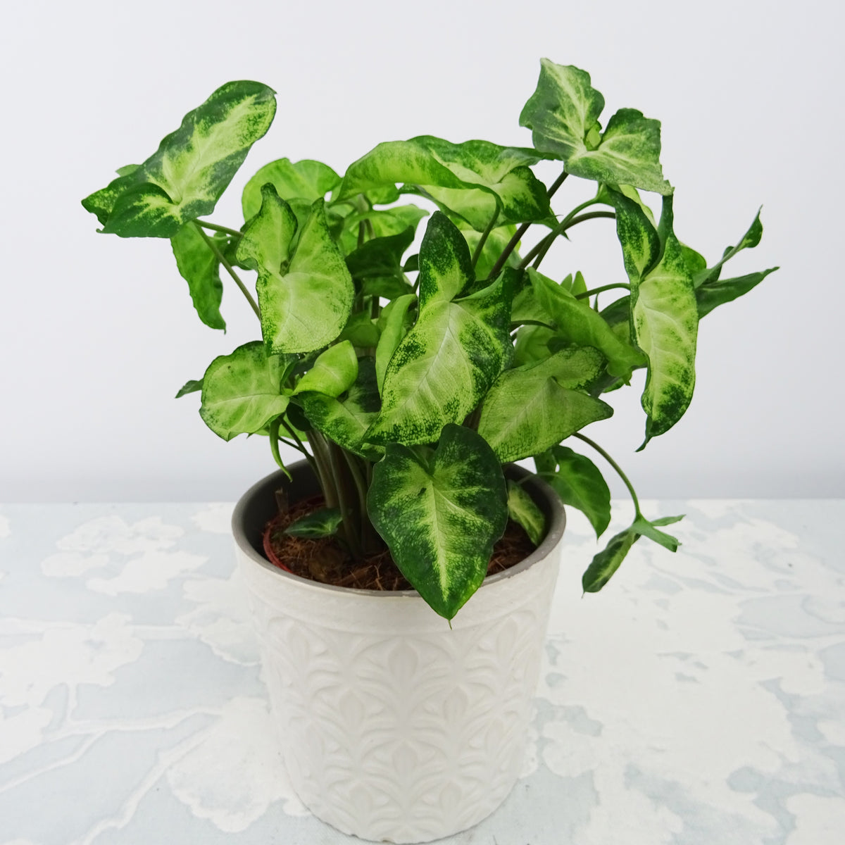 Syngonium Pixie et son cache-pot blanc ELHO - Syngonium pixie - Willemse