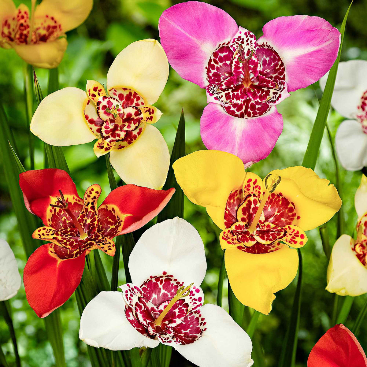 Oeils de paon en mélange - Tigridia pavonia - Willemse