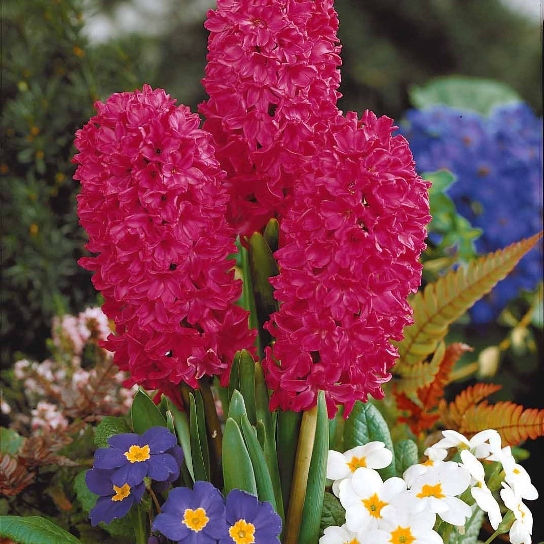 Collection de 12 Jacinthes (3 roses + 3 bleues + 3 rouges + 3 blanches) - Hyacinthus orientalis - Willemse