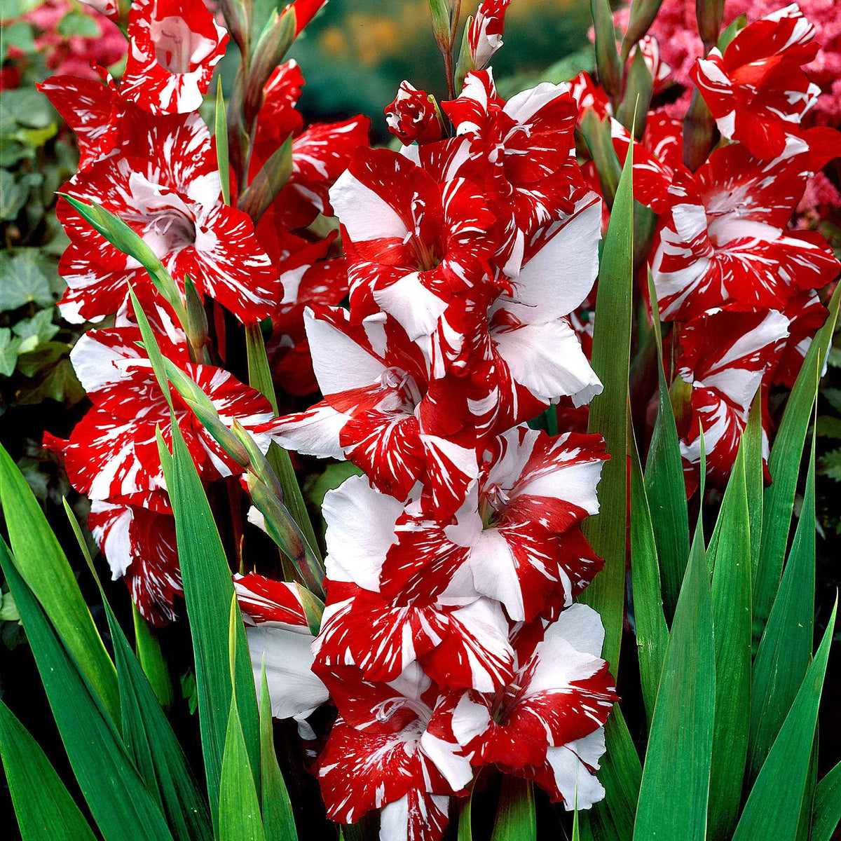 25 Glaïeuls Zizanie - Gladiolus zizanie - Willemse