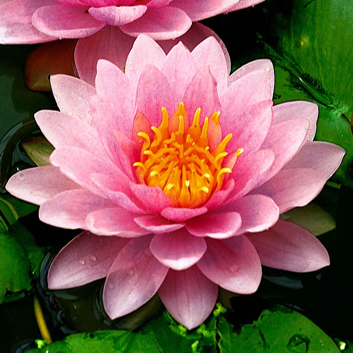 Nénuphar Hollandia - Nymphaea Hollandia - Willemse
