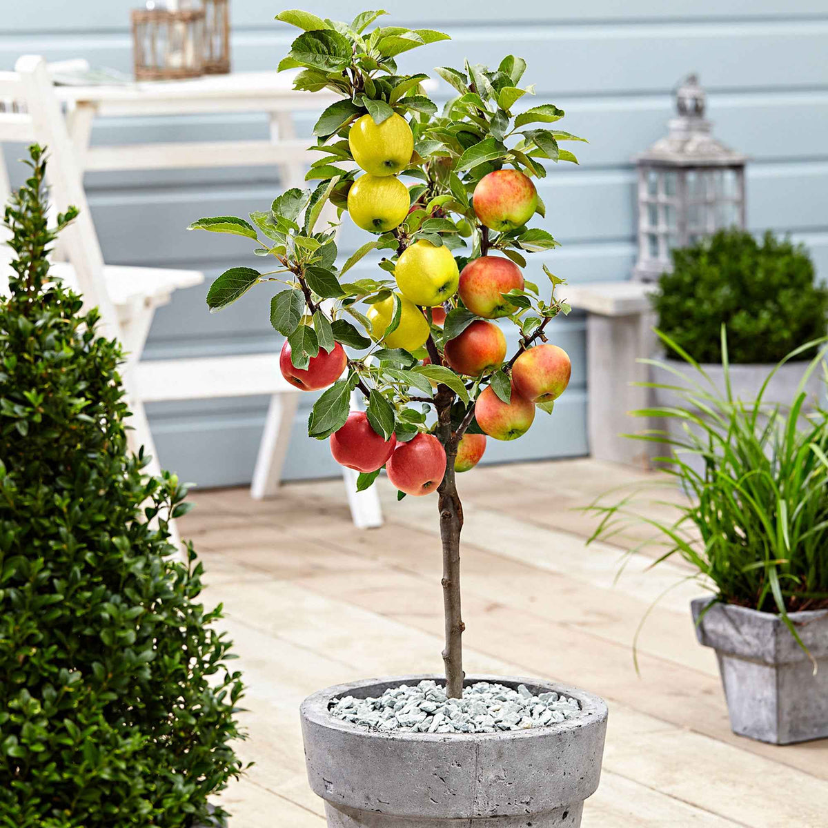 Pommier sur tige 3 variétés en 1 - Malus domestica Jonagored, Golden Delicious, Elstar - Willemse