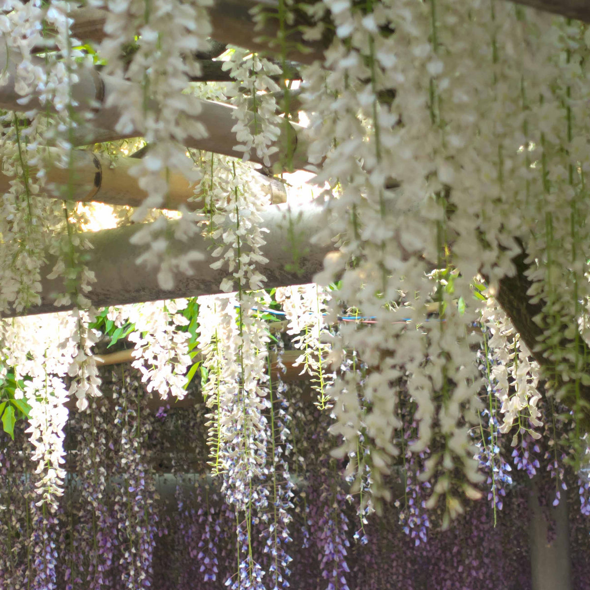 Glycine blanche - Wisteria sinensis alba - Willemse