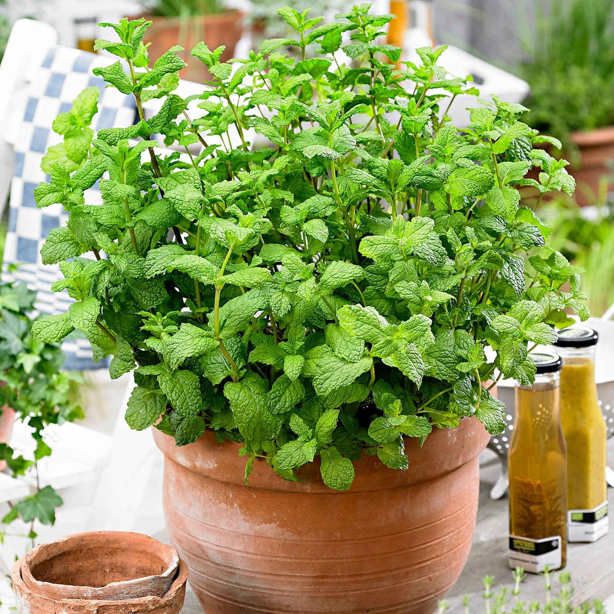 Menthe verte - Mentha spicata - Willemse