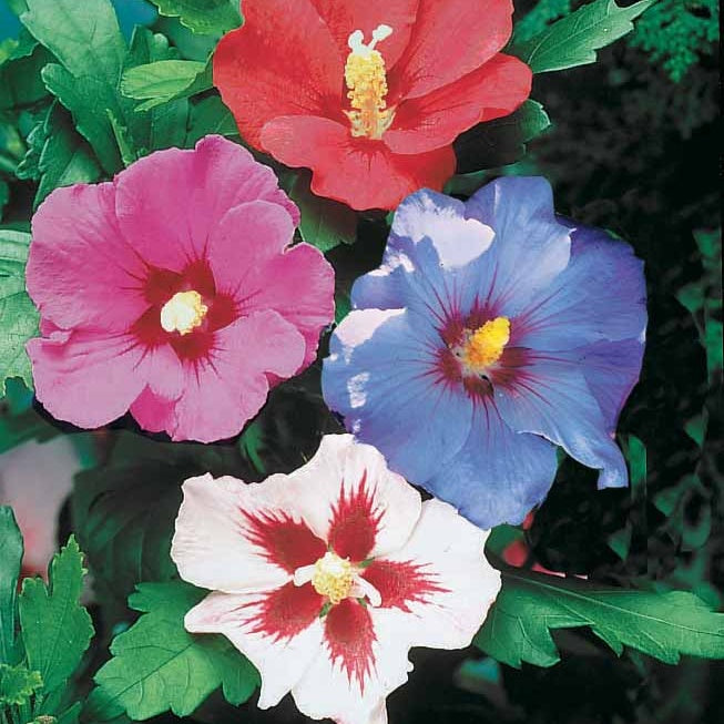 Haie de 5 Hibiscus de jardin - Hibiscus syriacus - Willemse