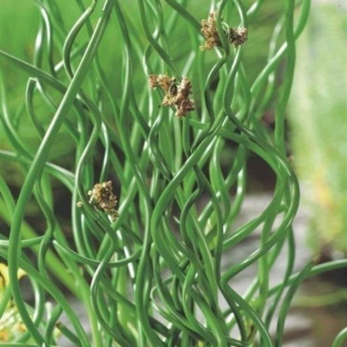 Jonc épars Spiralis - Juncus effusus spiralis - Willemse