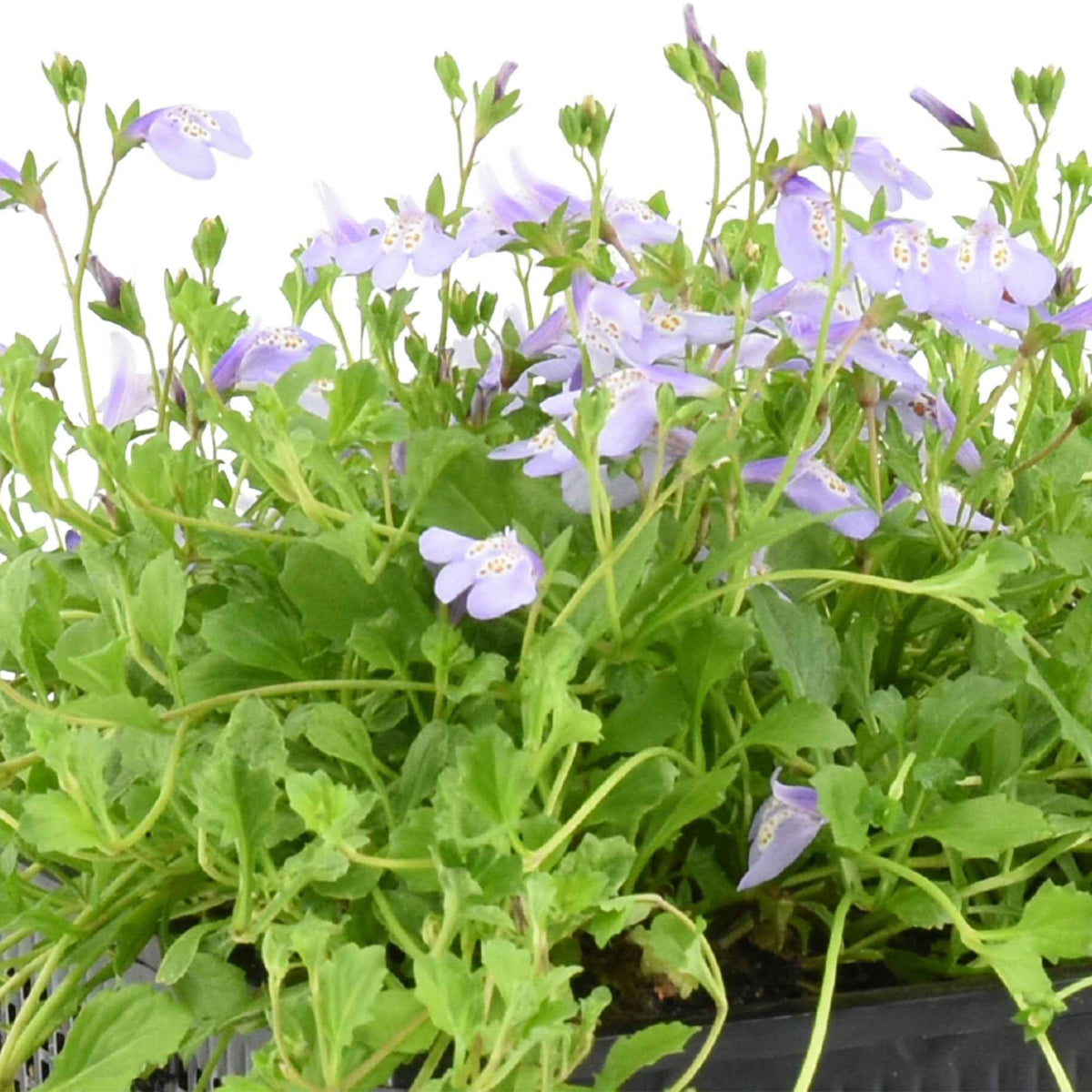 Mazus rampant - Mazus reptans - Willemse