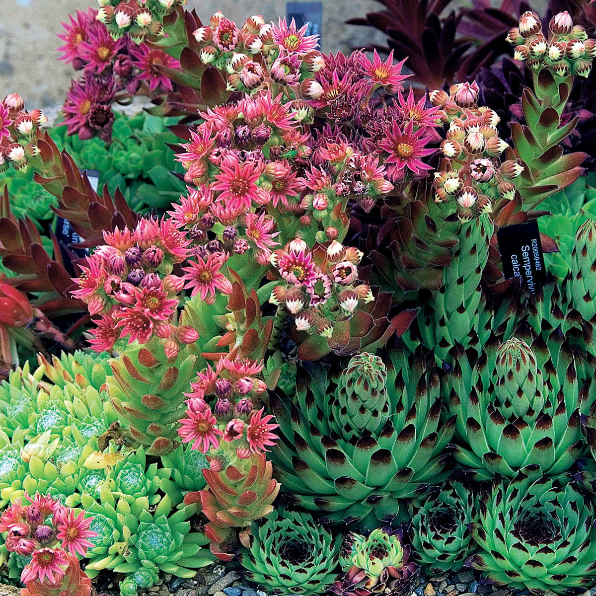 6 Joubarbes en mélange - Sempervivum - Willemse