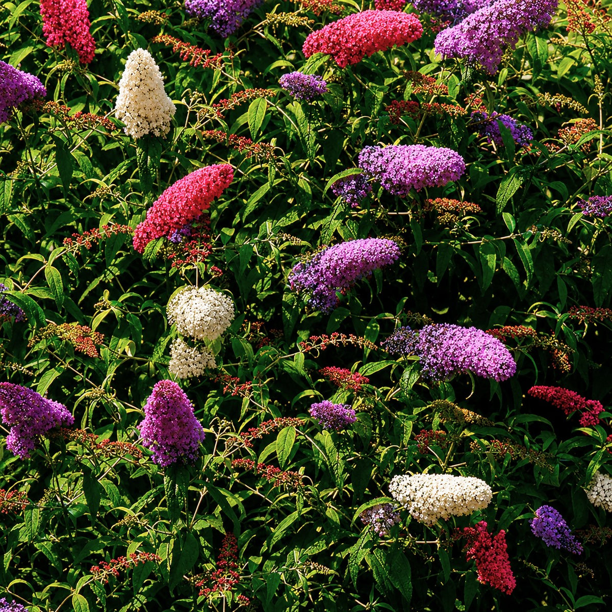 Arbre à papillons tricolore - Buddleja davidii empire blue, pinkdelight, white - Willemse