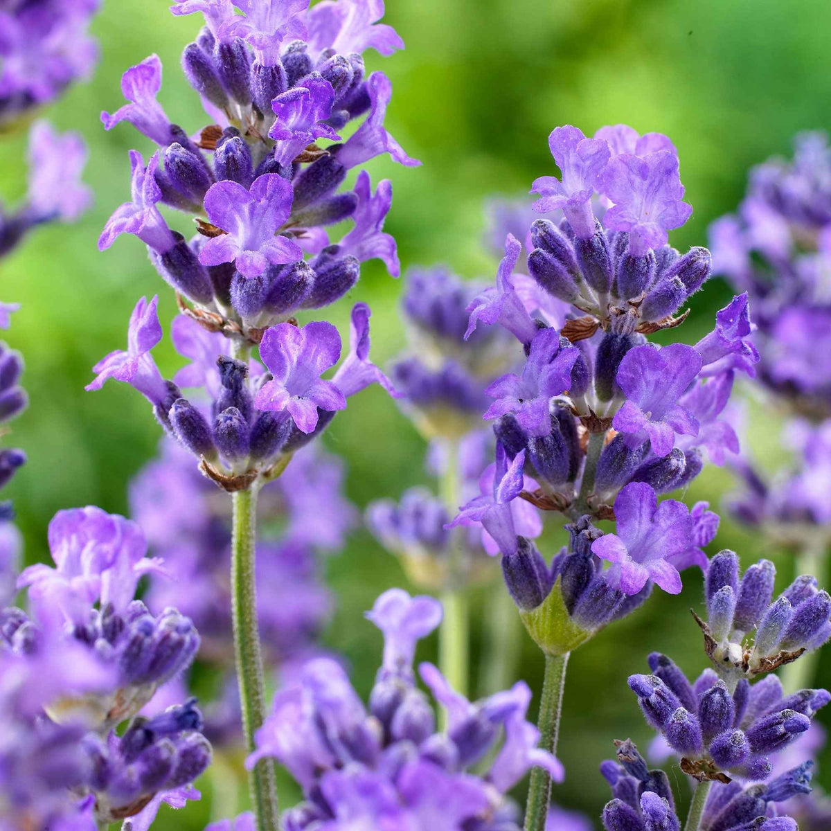 Lavande vraie Hidcote - Lavandula angustifolia Hidcote - Willemse