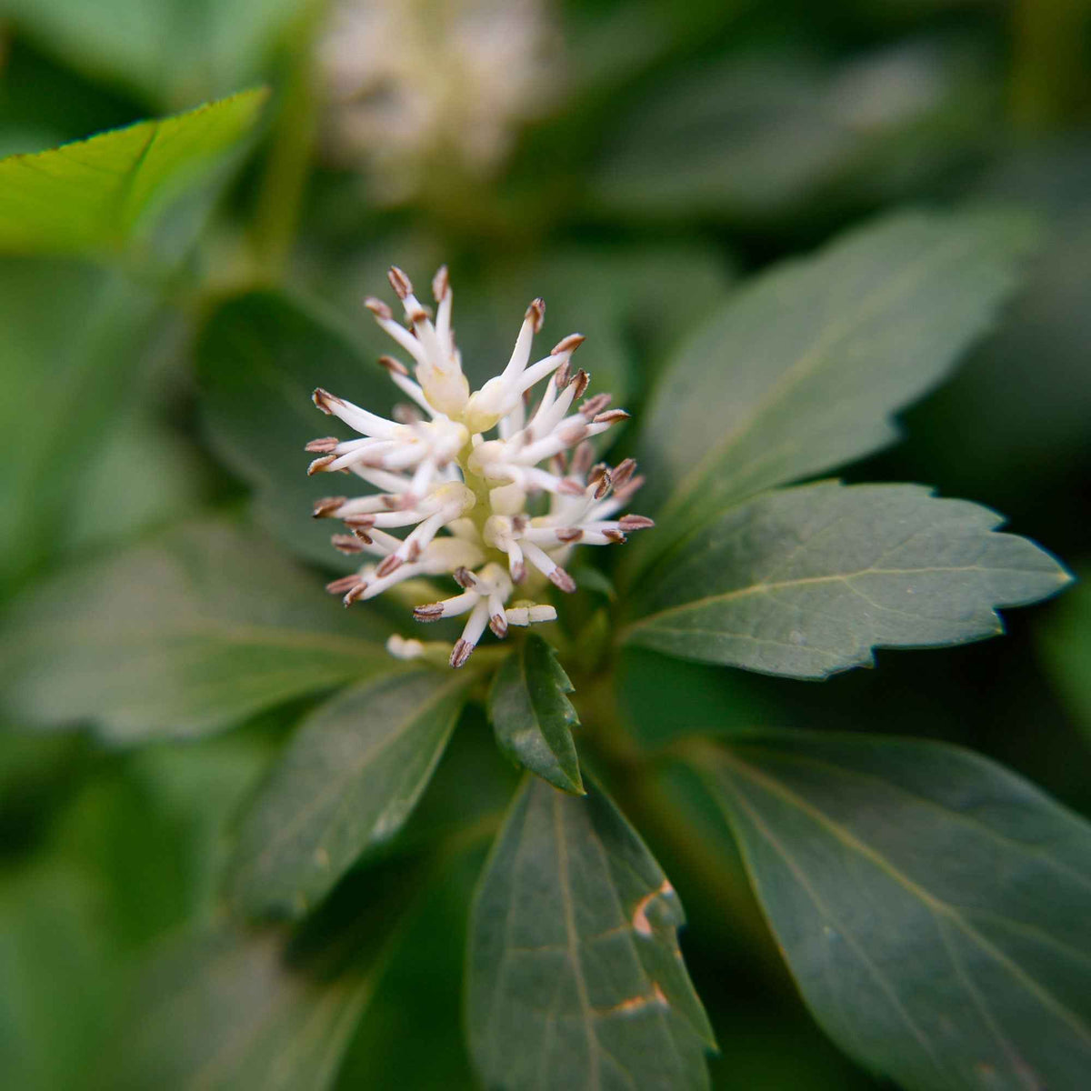 Pachysandre Green Carpet - Pachysandra terminalis Green Carpet - Willemse
